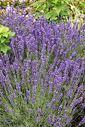 Imperial Gem Lavender (Lavandula angustifolia 'Imperial Gem') at Lakeshore Garden Centres