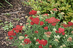 Sassy Summer Sangria Yarrow (Achillea 'Sassy Summer Sangria') at Lakeshore Garden Centres