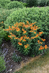 Butterfly Weed (Asclepias tuberosa) at Lakeshore Garden Centres