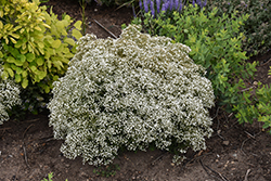 Summer Sparkles Baby's Breath (Gypsophila paniculata 'ESM Chispa') at Lakeshore Garden Centres