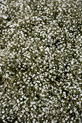 Summer Sparkles Baby's Breath (Gypsophila paniculata 'ESM Chispa') at Lakeshore Garden Centres