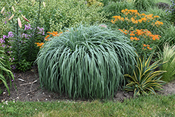Prairie Winds Niagara Falls Switch Grass (Panicum virgatum 'Niagara Falls') at Lakeshore Garden Centres