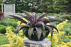 Mission to Mars Mangave (Mangave 'Mission to Mars') at Lakeshore Garden Centres