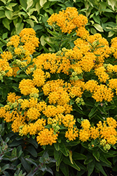 Hello Yellow Milkweed (Asclepias tuberosa 'Hello Yellow') at Lakeshore Garden Centres