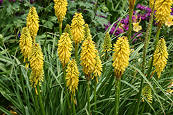 Pyromania Solar Flare Torchlily (Kniphofia 'Solar Flare') at Lakeshore Garden Centres