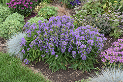 Church Bells Clustered Bellflower (Campanula glomerata 'Church Bells') at Lakeshore Garden Centres