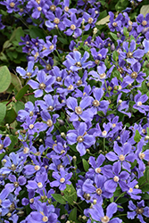 Rain Dance Clematis (Clematis 'Rain Dance') at Lakeshore Garden Centres