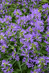 Church Bells Clustered Bellflower (Campanula glomerata 'Church Bells') at Lakeshore Garden Centres