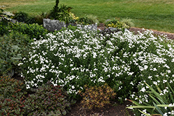 Peter Cottontail Yarrow (Achillea ptarmica 'Peter Cottontail') at Lakeshore Garden Centres