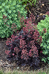 Timeless Night Coral Bells (Heuchera 'Timeless Night') at Lakeshore Garden Centres