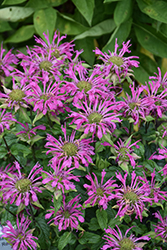 Pardon My Lavender Beebalm (Monarda didyma 'Pardon My Lavender') at Lakeshore Garden Centres