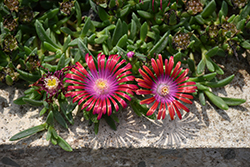 Kaleidoscope Razzle Dazzle Ice Plant (Delosperma 'Razzle Dazzle') at Lakeshore Garden Centres