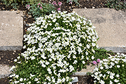 Mini Marvels Starbright Bellflower (Campanula carpatica 'Starbright') at Lakeshore Garden Centres