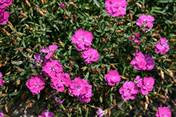 Pinky Promise Pinks (Dianthus 'Pinky Promise') at Lakeshore Garden Centres
