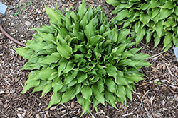 Tongue Twister Hosta (Hosta 'Tongue Twister') at Lakeshore Garden Centres