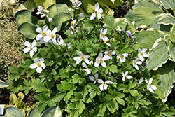 Dainty Swan Anemone (Anemone 'Macane005') at Lakeshore Garden Centres