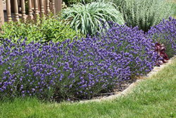 Sweet Romance Lavender (Lavandula angustifolia 'Kerlavangem') at Lakeshore Garden Centres