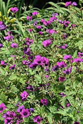 Perfect Storm Cranesbill (Geranium 'Perfect Storm') at Lakeshore Garden Centres