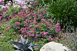Pink Diamonds Fern-leaved Bleeding Heart (Dicentra 'Pink Diamonds') at Lakeshore Garden Centres
