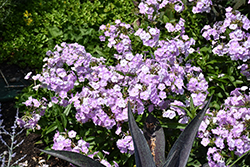 Amethyst Pearl Garden Phlox (Phlox 'Amethyst Pearl') at Lakeshore Garden Centres