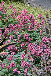Pink Diamonds Fern-leaved Bleeding Heart (Dicentra 'Pink Diamonds') at Lakeshore Garden Centres