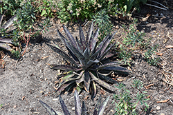 Maverick Mangave (Mangave 'Maverick') at Lakeshore Garden Centres