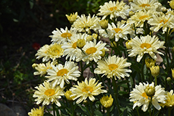 Amazing Daisies Banana Cream II Shasta Daisy (Leucanthemum x superbum 'Banana Cream II') at Lakeshore Garden Centres