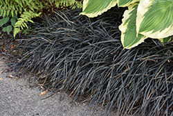 Black Mondo Grass (Ophiopogon planiscapus 'Nigrescens') at Lakeshore Garden Centres
