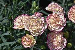 Flow Grace Bay Carnation (Dianthus caryophyllus 'Grace Bay') at Lakeshore Garden Centres