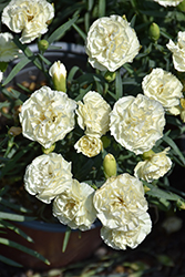 Odessa Yellow Bling Bling Carnation (Dianthus caryophyllus 'Odessa Yellow Bling Bling') at Lakeshore Garden Centres