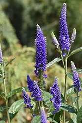 Marietta Speedwell (Veronica longifolia 'Marietta') at Lakeshore Garden Centres