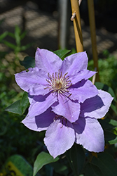 Filigree Clematis (Clematis 'Evipo029') at Lakeshore Garden Centres