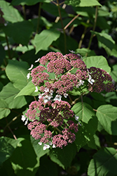 Pinky Pollen Ring Hydrangea (Hydrangea arborescens 'Pinky Pollen Ring') at Lakeshore Garden Centres