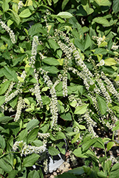 Scentlandia Virginia Sweetspire (Itea virginica 'SMNIVDFC') at Lakeshore Garden Centres