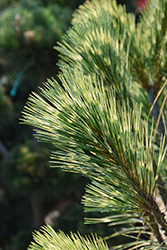 Zebrina Himalayan Pine (Pinus wallichiana 'Zebrina') at Lakeshore Garden Centres