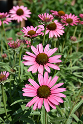 Pixie Meadowbrite Coneflower (Echinacea 'Pixie Meadowbrite') at Lakeshore Garden Centres