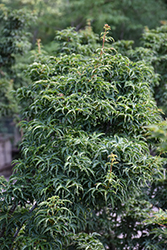 Ojishi Japanese Maple (Acer palmatum 'Ojishi') at Lakeshore Garden Centres