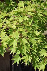 Tobiosho Japanese Maple (Acer palmatum 'Tobiosho') at Lakeshore Garden Centres