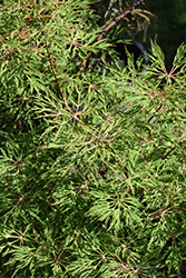 Fairy Lights Dwarf Japanese Maple (Acer palmatum 'Fairy Lights') at Lakeshore Garden Centres