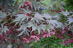 Red Dawn Full Moon Maple (Acer shirasawanum 'Red Dawn') at Lakeshore Garden Centres
