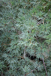 Emerald Lace Japanese Maple (Acer palmatum 'Emerald Lace') at Lakeshore Garden Centres