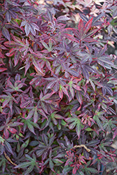 Sara D Dwarf Japanese Maple (Acer palmatum 'Sara D') at Lakeshore Garden Centres