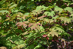 Emmett's Pumpkin Fullmoon Maple (Acer japonicum 'Emmett's Pumpkin') at Lakeshore Garden Centres