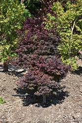 Pixie Japanese Maple (Acer palmatum 'Pixie') at Lakeshore Garden Centres