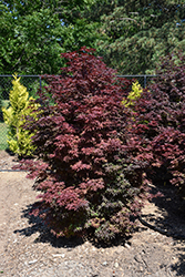 Twombly's Red Sentinel Japanese Maple (Acer palmatum 'Twombly's Red Sentinel') at Lakeshore Garden Centres