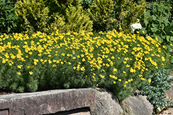 Zagreb Tickseed (Coreopsis verticillata 'Zagreb') at Lakeshore Garden Centres