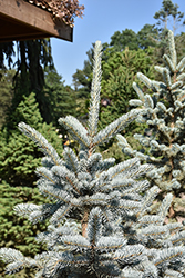 All Spruced Up Blue Spruce (Picea pungens 'All Spruced Up') at Lakeshore Garden Centres