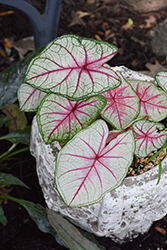 Summer Breeze Caladium (Caladium 'Summer Breeze') at Lakeshore Garden Centres