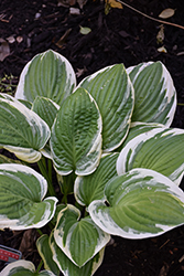 Happy Camper Hosta (Hosta 'Happy Camper') at Lakeshore Garden Centres