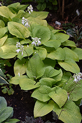 Rich Uncle Hosta (Hosta 'Rich Uncle') at Lakeshore Garden Centres